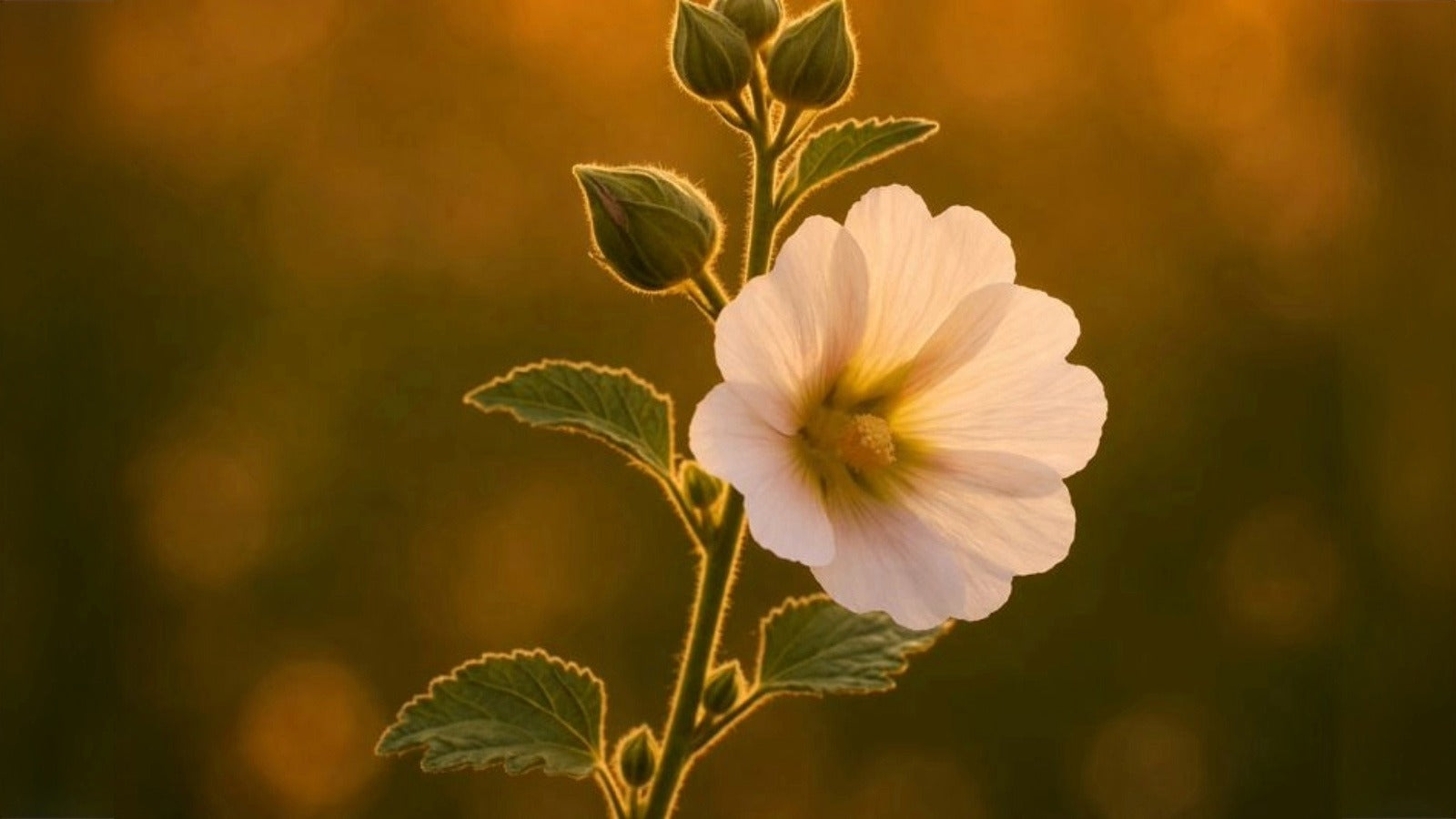 Marshmallow Root Tea: Velvety Warmth Before Bed