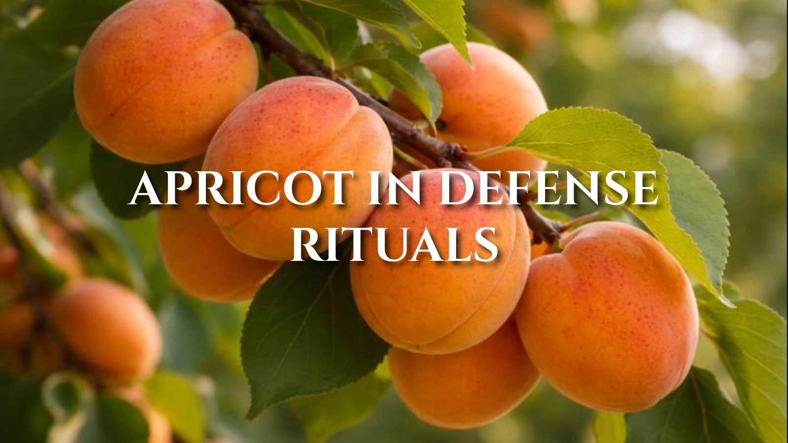 Apricot in Defense Rituals: Soft Sweetness and Mellow Warmth