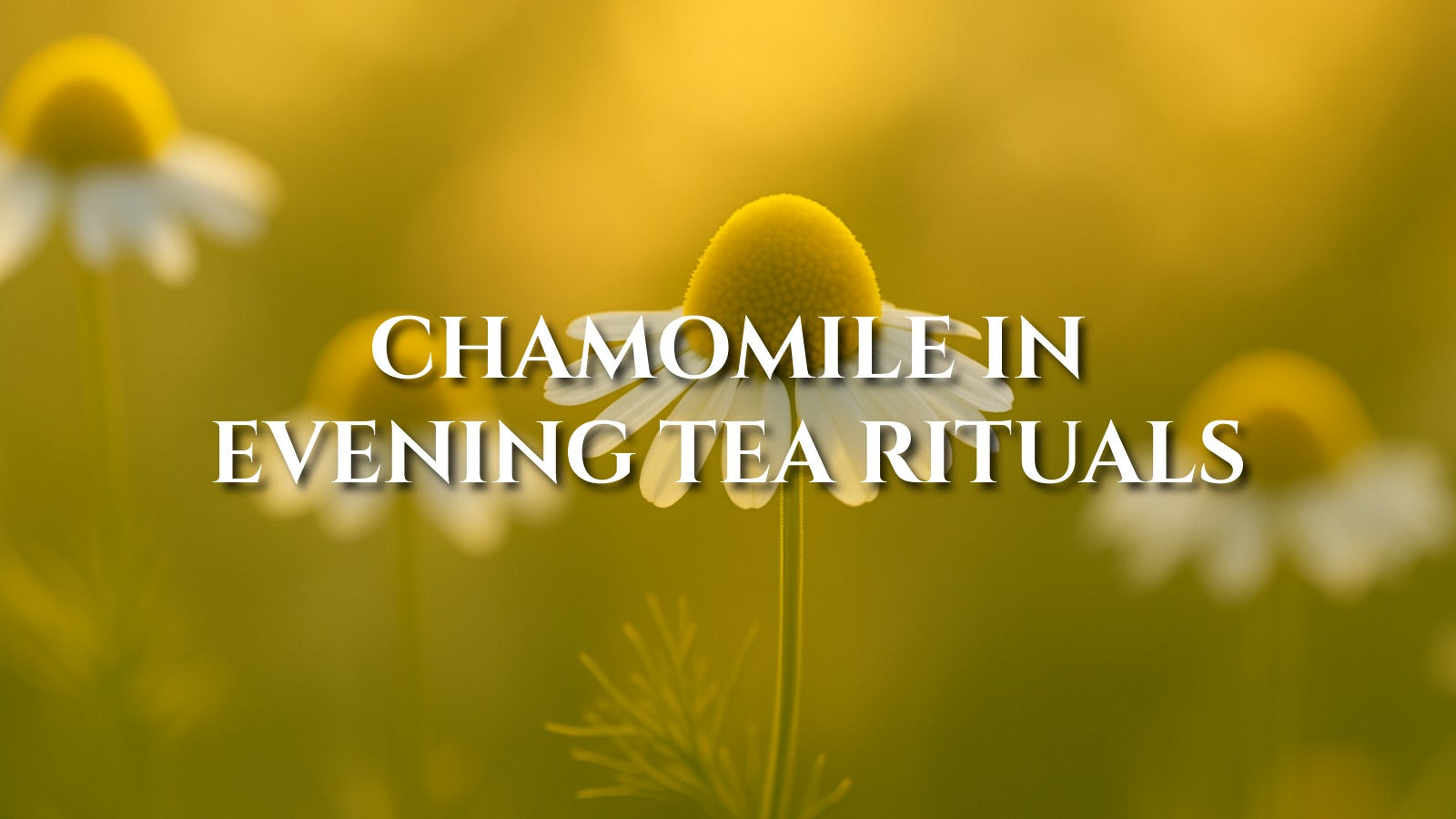 Chamomile in Evening Tea Rituals