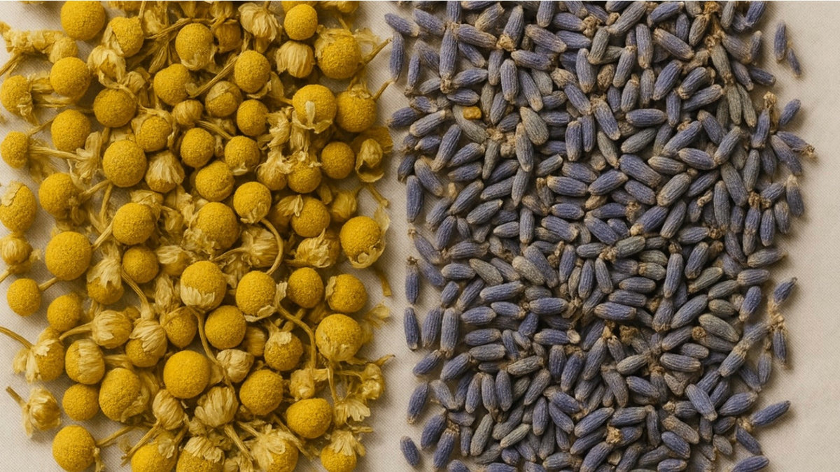 Chamomile vs Lavender Tea: Which Is Better for Sleep?