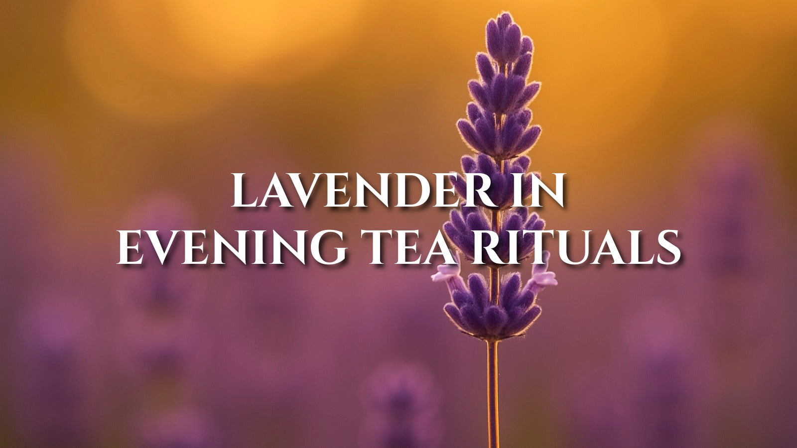 Lavender Herbal Tea: Soft Floral Sleep Ritual