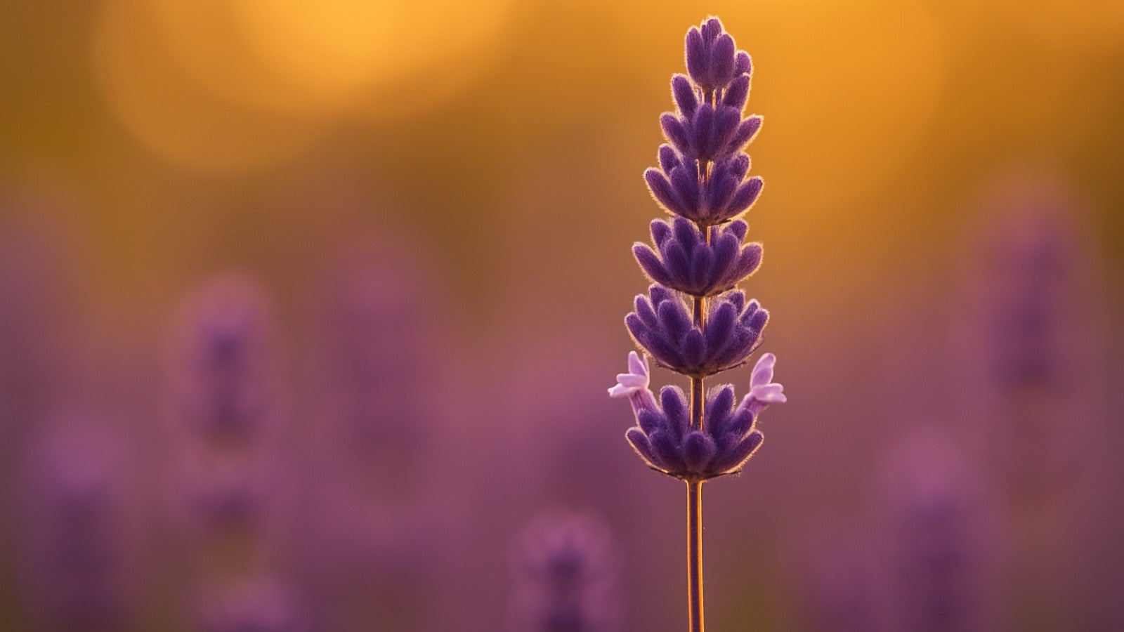 Lavender Herbal Tea: Soft Floral Sleep Ritual