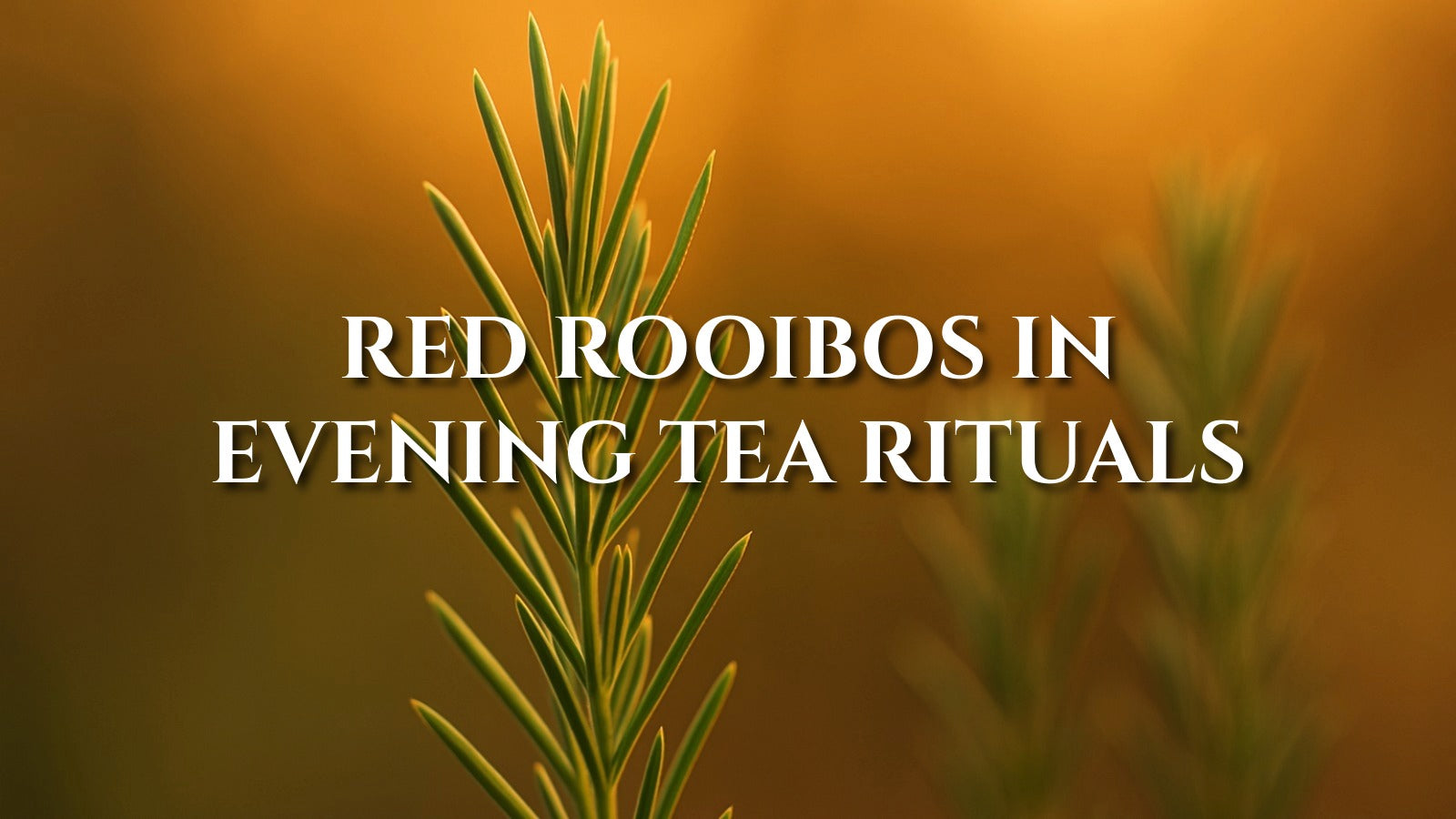 Red Rooibos Tea: Deep Amber Warmth Before Bed