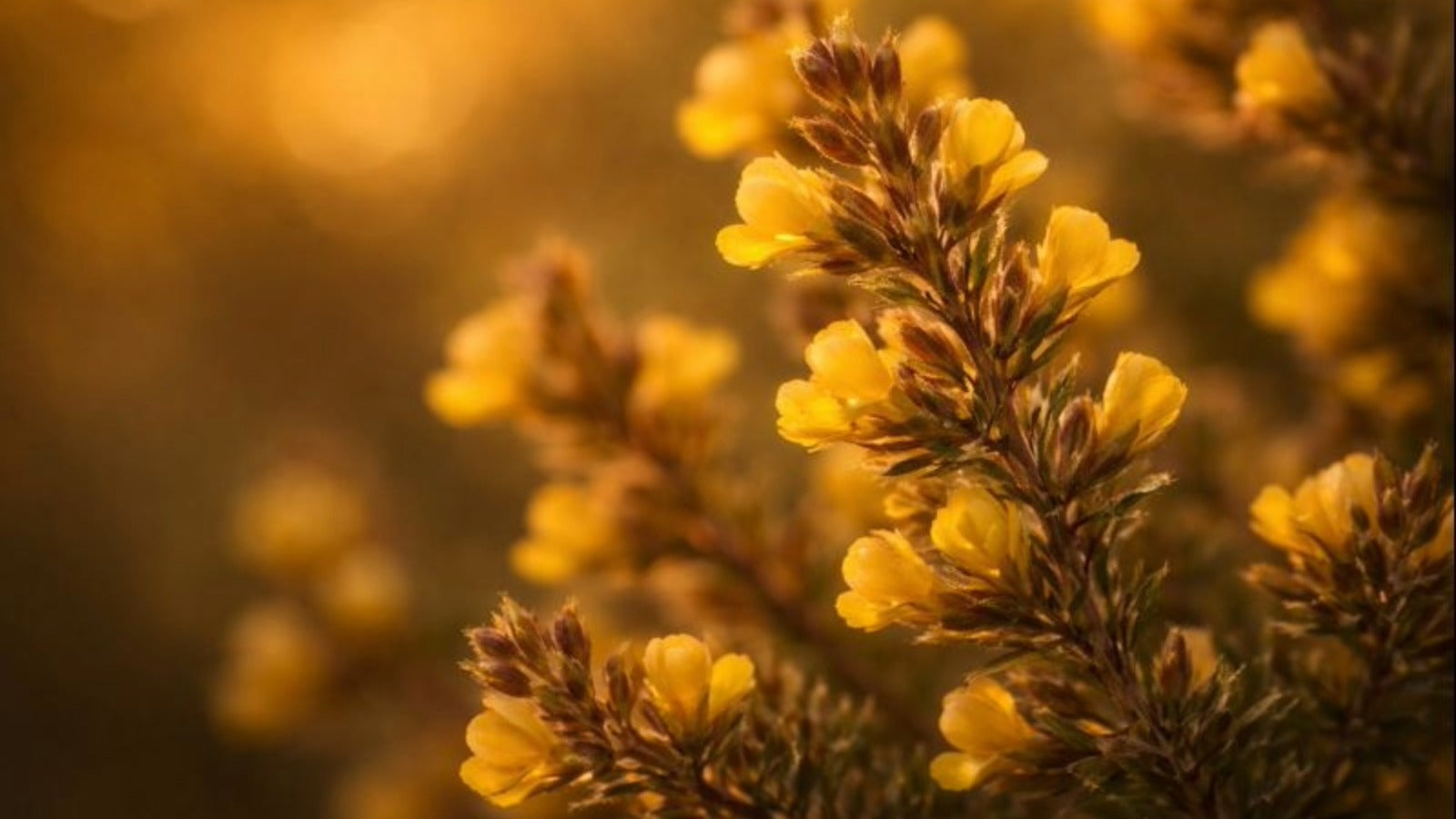 Honeybush Tea: Smooth Amber Sweetness Before Bed