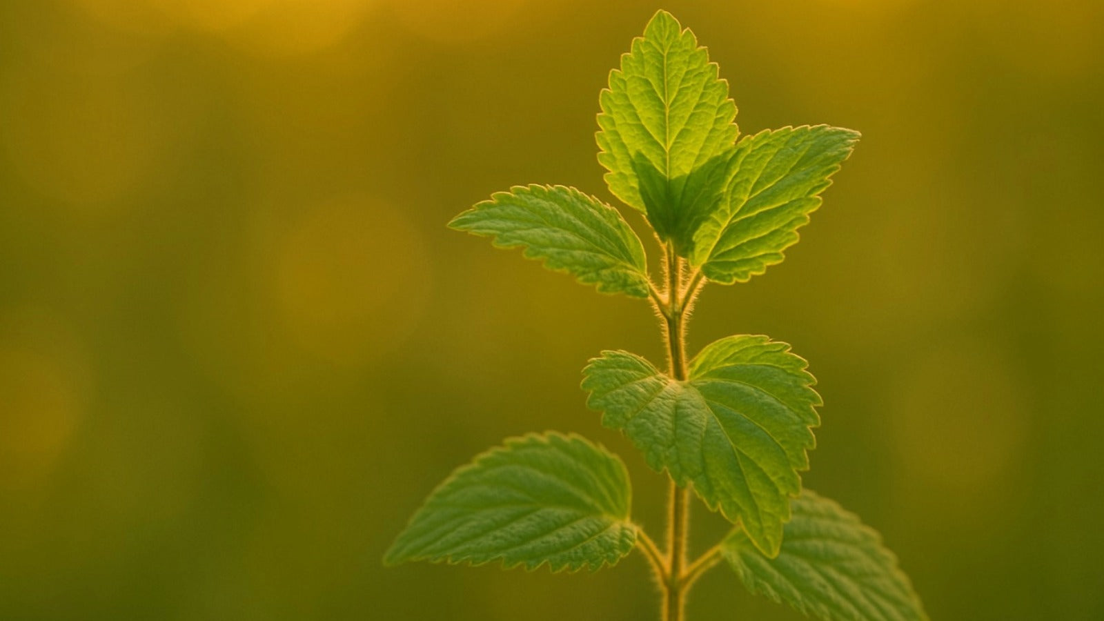 Lemon Balm Tea: Gentle Citrus Calm Before Bed