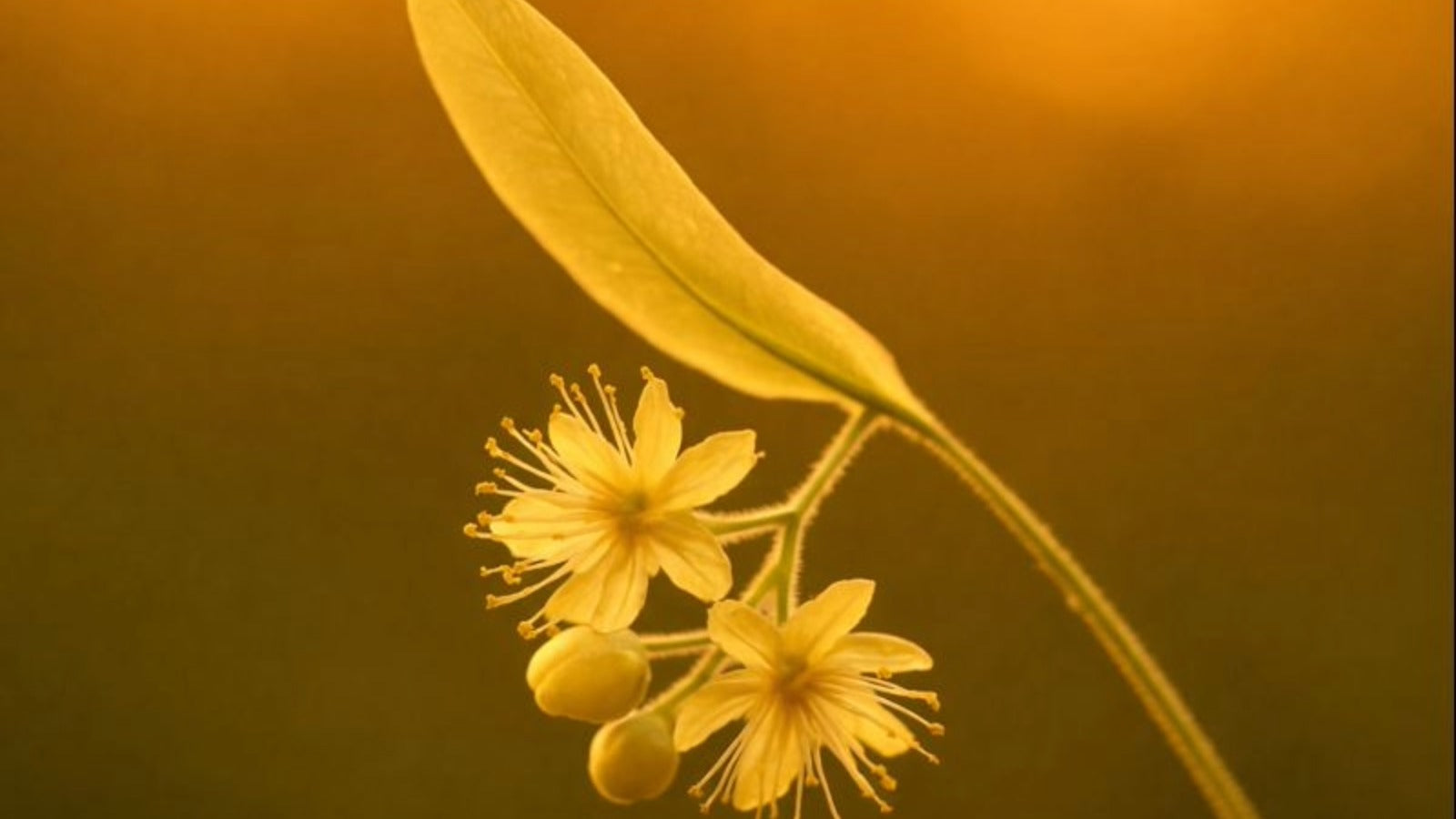 Linden Blossom Tea: Soft Floral Warmth Before Bed