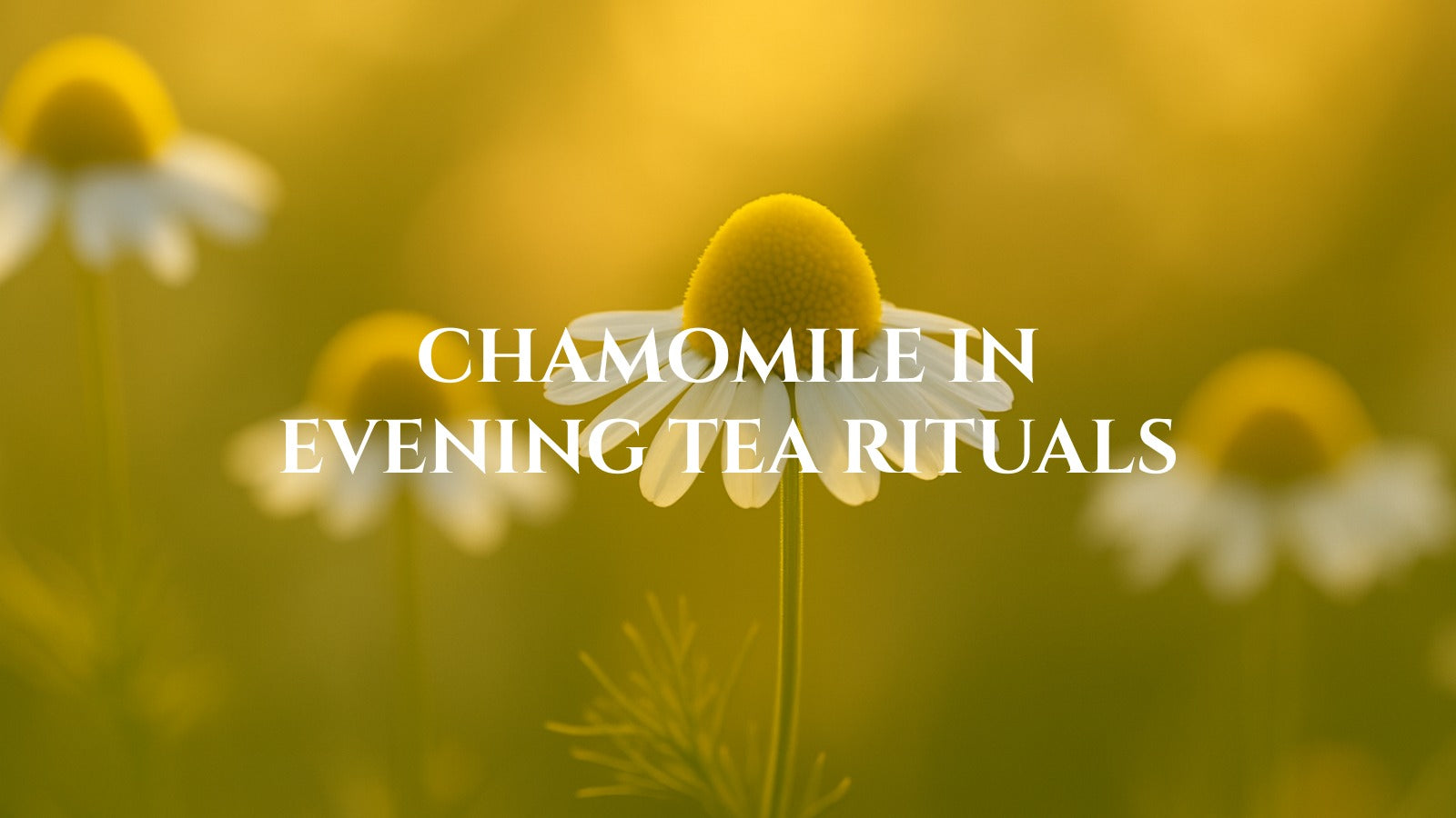 Chamomile in Evening Tea Rituals
