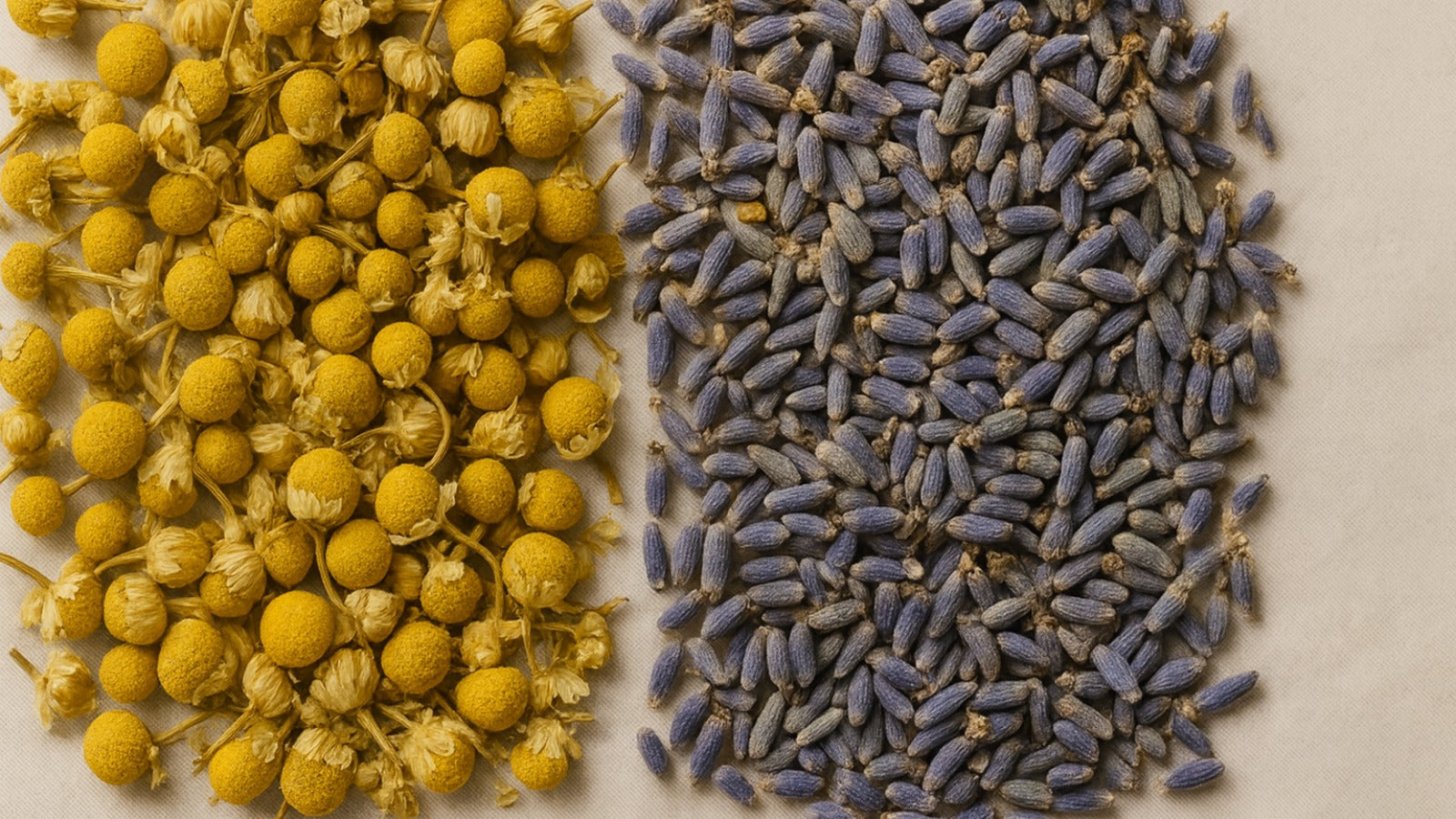 Chamomile vs Lavender: Exploring Their Evening Profiles