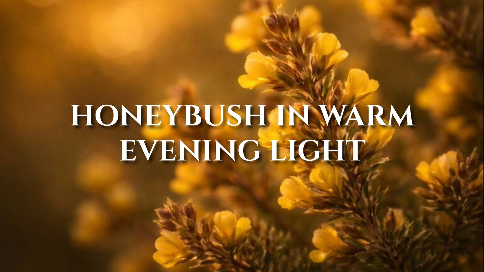 Honeybush Tea: Smooth Amber Sweetness Before Bed