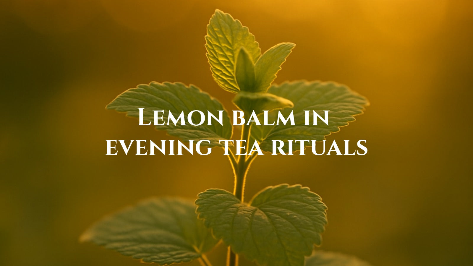 Lemon Balm in Evening Tea Rituals
