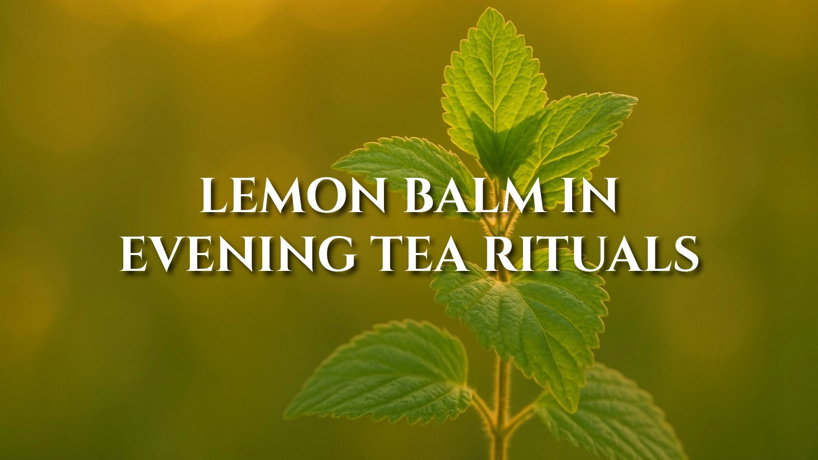 Lemon Balm Tea: Gentle Citrus Calm Before Bed