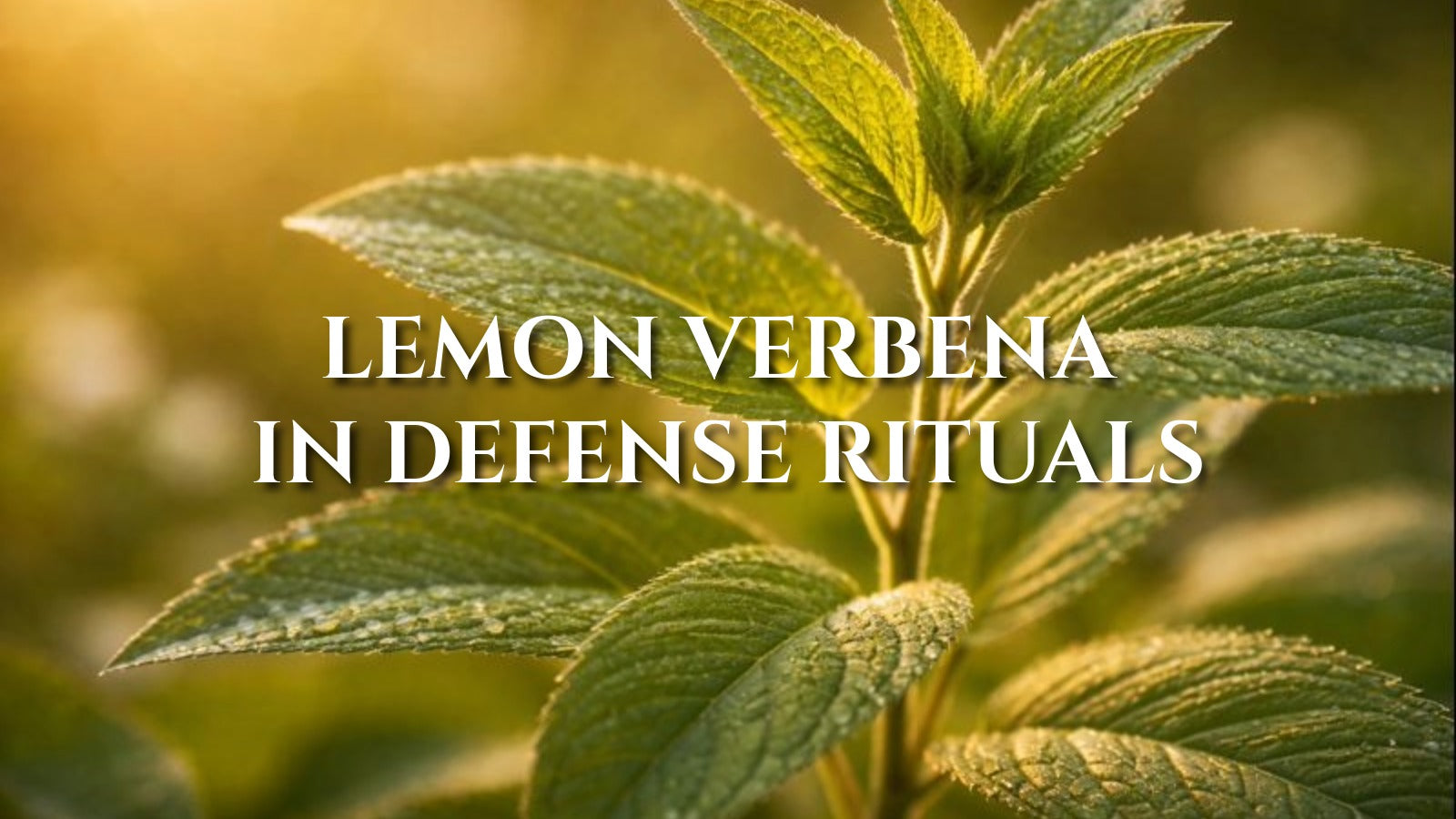 Lemon Verbena in Defense Rituals: Clean Fragrance and Quiet Freshness