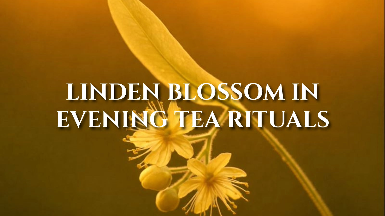 Linden Blossom Tea: Soft Floral Warmth Before Bed