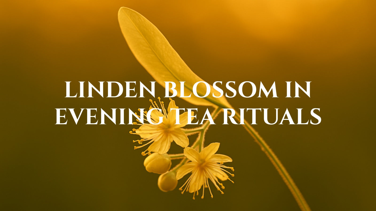 Linden Blossom in Herbal Tea: Soft Floral Warmth for Evening Rituals