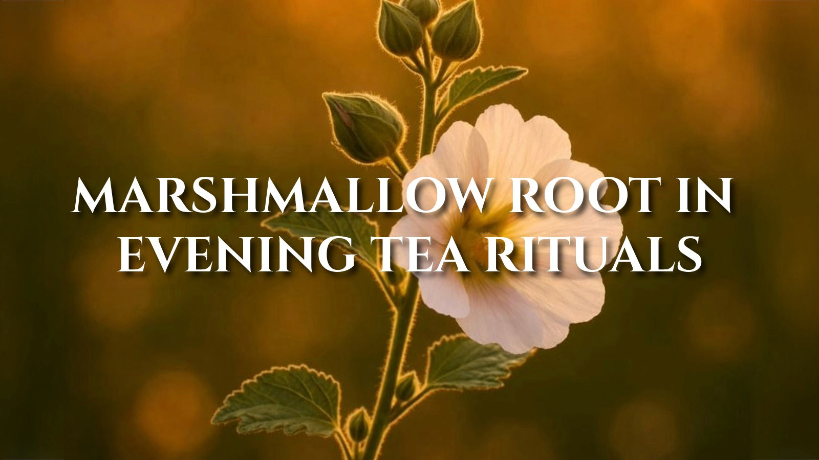 Marshmallow Root Tea: Velvety Warmth Before Bed