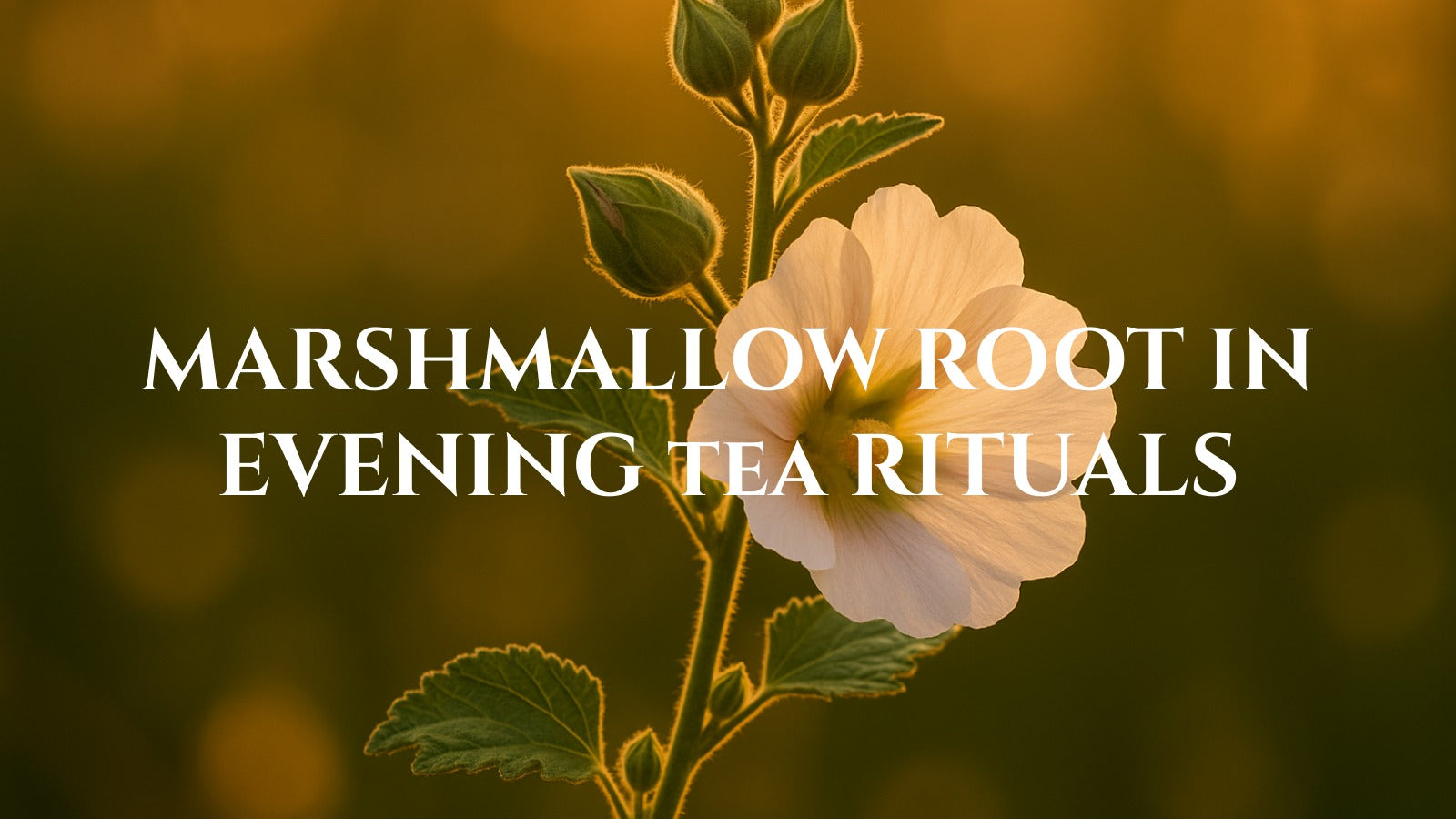 Marshmallow Root in Herbal Tea: Soft Texture and Evening Warmth