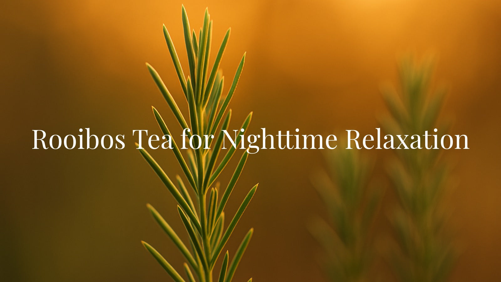 Red Rooibos in Evening Tea Rituals