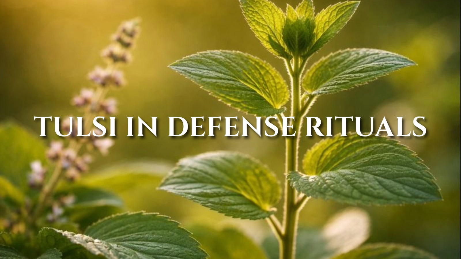 Tulsi in Defense Rituals: Aromatic Calm and Centered Warmth
